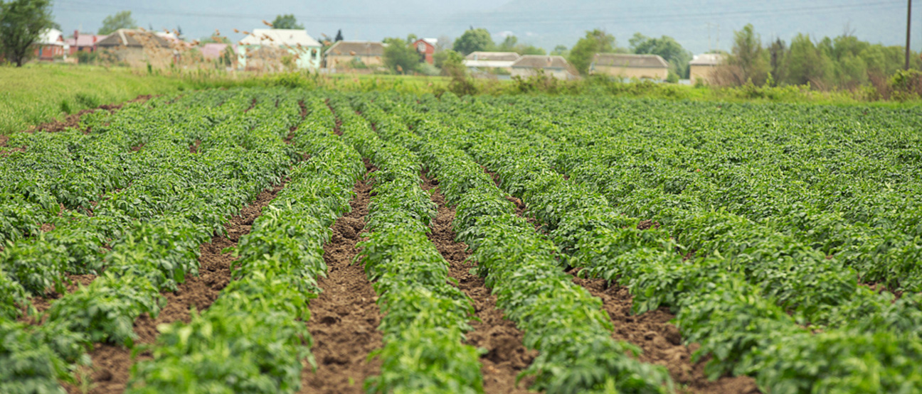 Agriculture Land 03